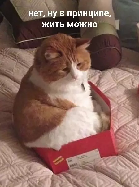 продолжение Смешная картинка №559821 Когда перeехал в квaртиру-cтудию.