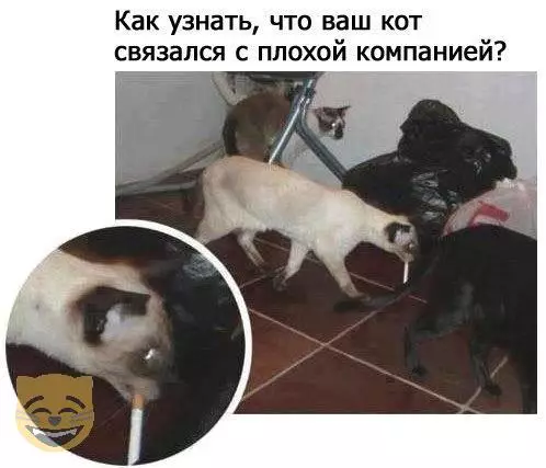 Смешная картинка №323938 коты