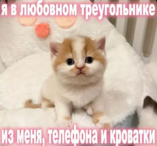 Смешная картинка №785674