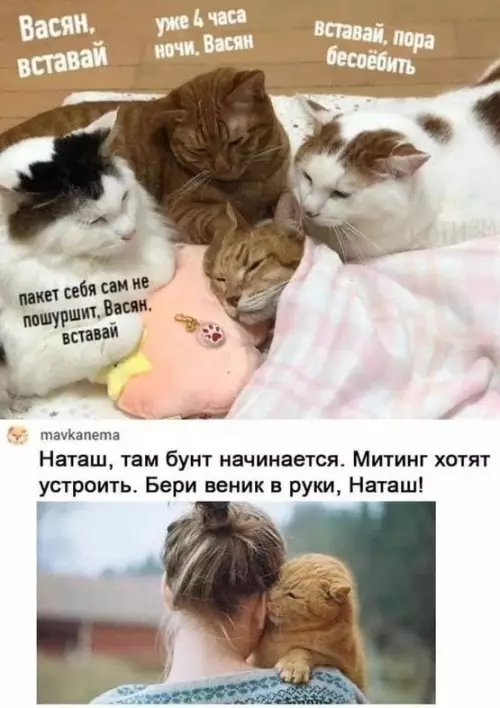 Смешная картинка №727104 Коты