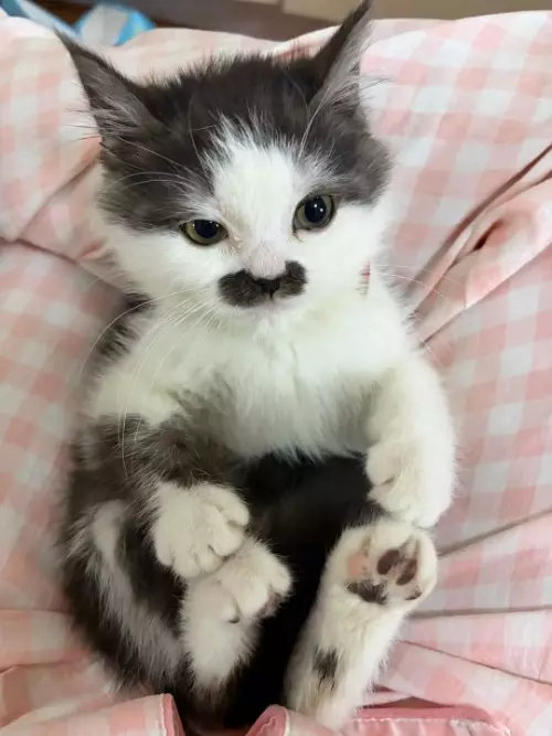 Тот самый джентльмен, которого ты искал 🐈🎩 - Выпьем за любовь