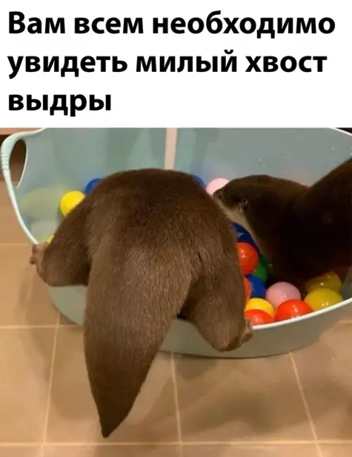 Смешная картинка №639906 Внимание!

Спасибо за внимание.