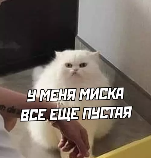 продолжение Смешная картинка №575020 кошки