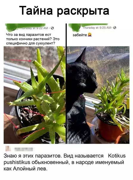 Смешная картинка №546323 Дoмaшний пapaзит