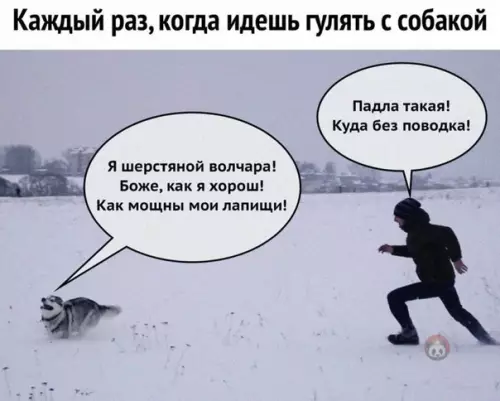 Смешная картинка №500311 Собачники поймут ?