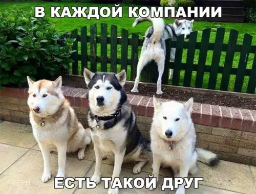 Смешная картинка №227713