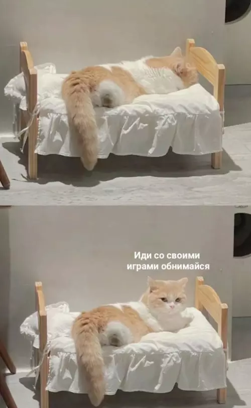 Смешная картинка №691916 Я: решаю сыграть ещё одну каточку

Она, планировавшая посмотреть со мной очередной свой сериал: