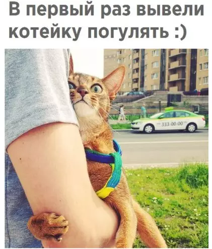 Смешная картинка №245347
