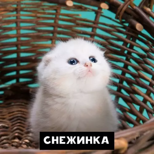 Смешная картинка №416329 Перед вами классификация снега