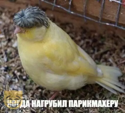 Смешная картинка №384467 #приколы #картинки #мемы ?