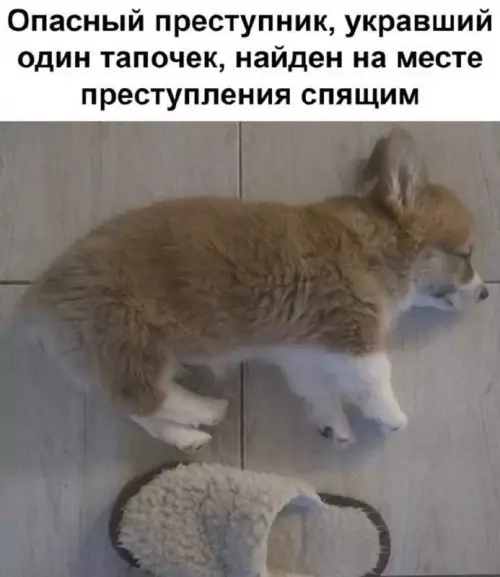 Смешная картинка №730752 Пойман с поличным животные