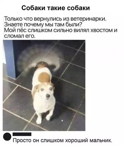 Смешная картинка №486699 Когда узнал кто хороший мальчик собаки