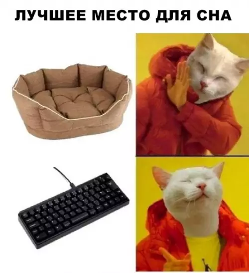 Смешная картинка №291235 кошки