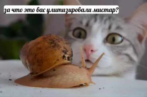 Смешная картинка №765551
