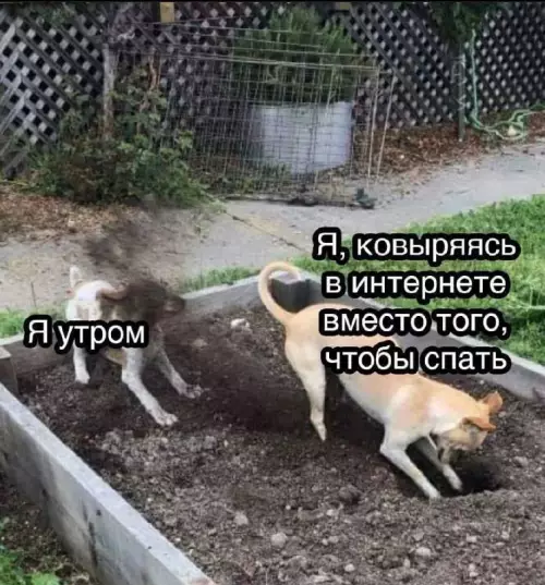 Смешная картинка №686096 МЕМ  СИКИ