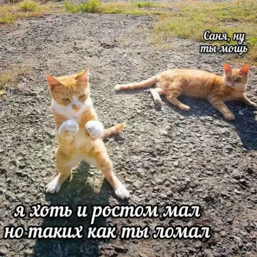 Смешная картинка №818226