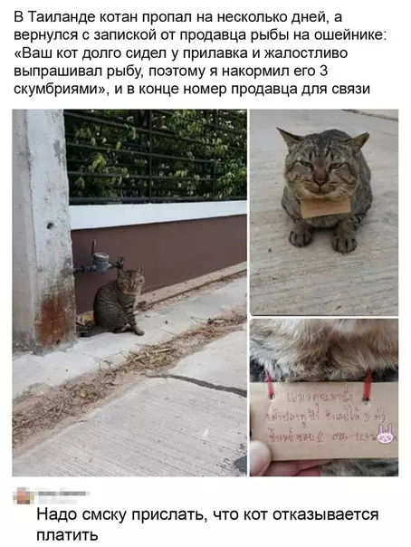 Смешная картинка №535764 Судя по морде, он ни о чем не жалеет