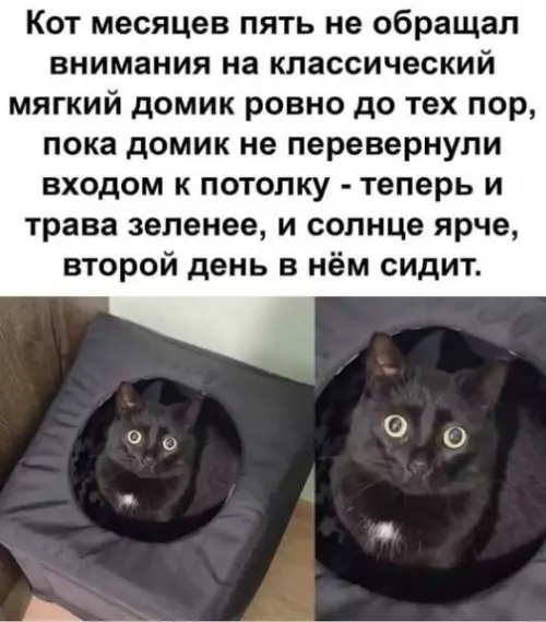 Смешная картинка №719655 коты