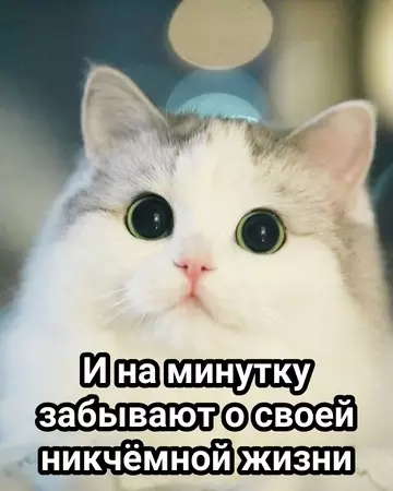 продолжение Смешная картинка №769440