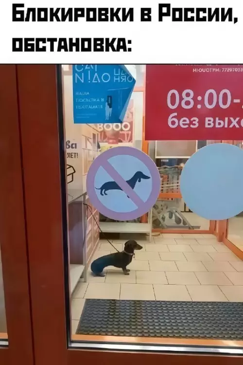 Блокировки в РФ: уровень сложности — больно 🚫🐕 - БЛОКИРОВКИ В РОССИИ, ОБСТАНОВКА: