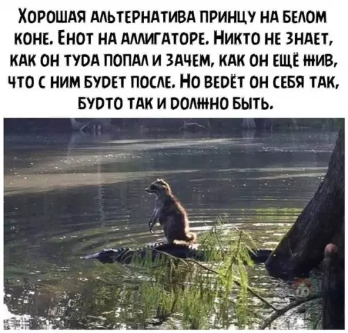Смешная картинка №504131 Надеемся, что с ним все хорошо! животные