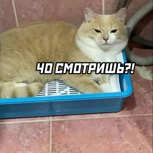 продолжение Смешная картинка №593310 Мои абьюзивные отношения Коты