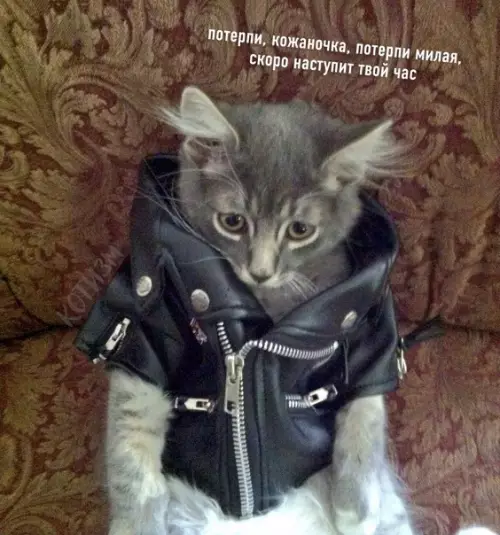 Смешная картинка №562235 Это я жду, когда уже придёт нормальная весна, шоб выгулять свою кожаночку весна