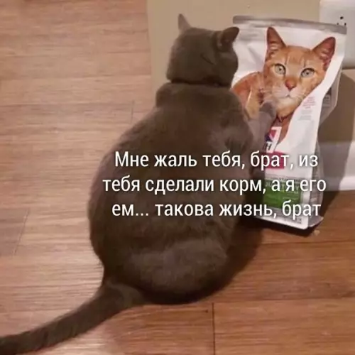Смешная картинка №490989 коты