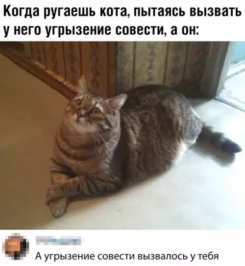 Смешная картинка №483072 Бессмертный кот коты, кошки