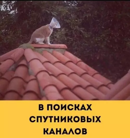 Смешная картинка №738445 Коты