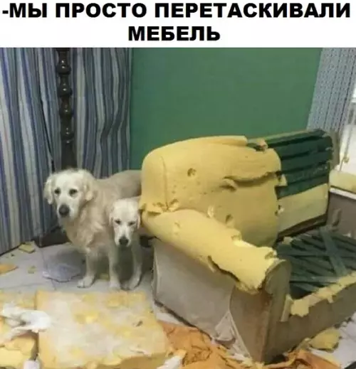 Смешная картинка №308291 собаки