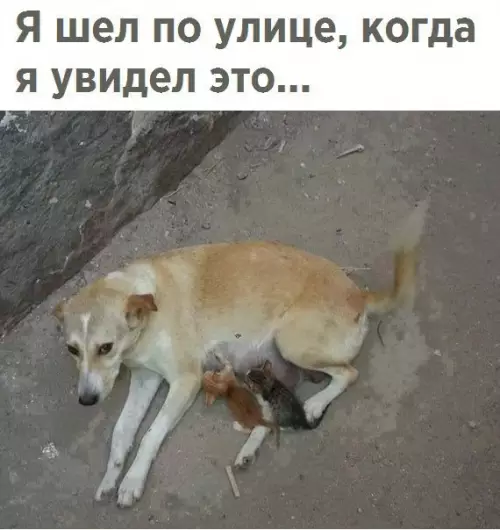 Смешная картинка №202408