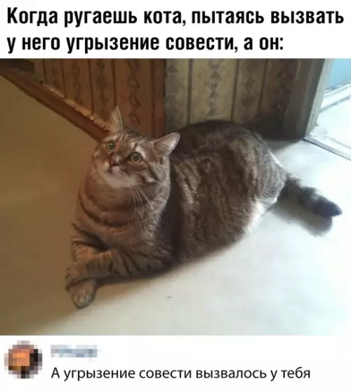 Смешная картинка №355826 коты