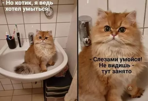 Смешная картинка №517042 Когда кот думает, что это ты у него живешь, а не наоборот: