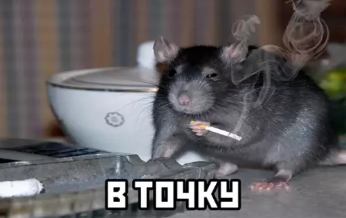 продолжение Смешная картинка №584725
