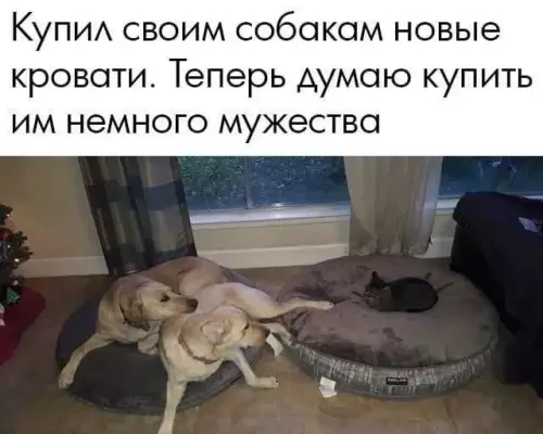 Смешная картинка №686180 Животные 