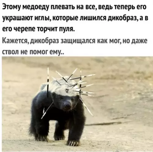 Смешная картинка №277182