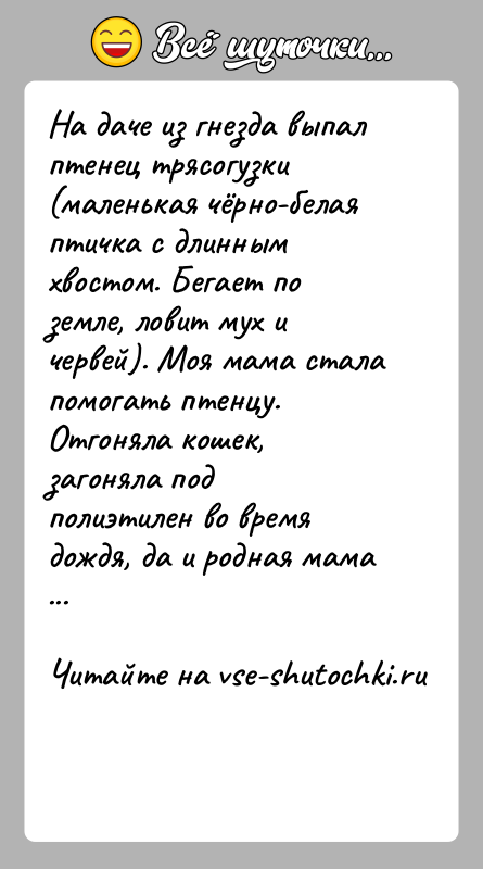 История: На даче из гнезда выпал птенец трясогузки (маленькая чёрно-белая птичка с длинным хвостом. Бегает по земле, ловит мух и червей).