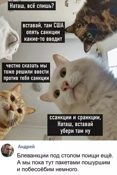 Смешная картинка №536843 И покушоц не забудь, Наташ. кошки наташа