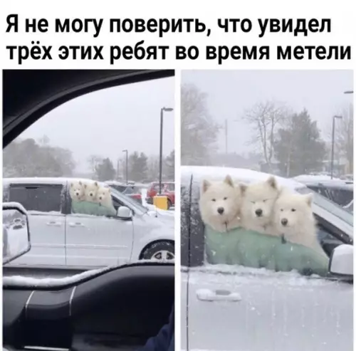 Смешная картинка №463940 Слишкoм милыe:3