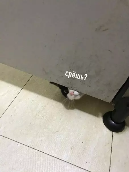 Смешная картинка №587823 Если у вас кот, можете забыть о личном пространстве Коты