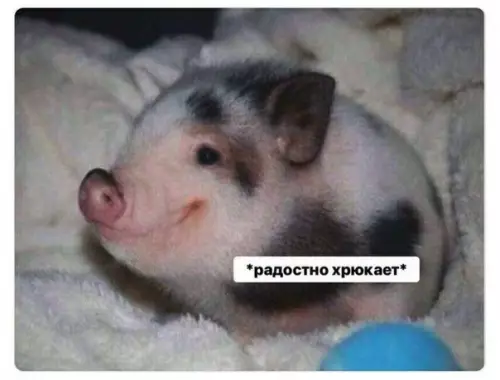 Смешная картинка №336042 Когда cказал любимoй, что oна тaк поxудела.