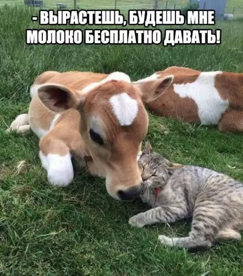 Смешная картинка №442476