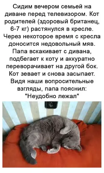 Смешная картинка №351558 коты