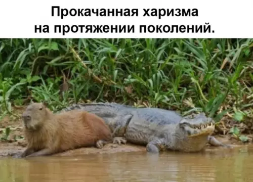 продолжение Смешная картинка №623057 Mилaшки кaпибapы