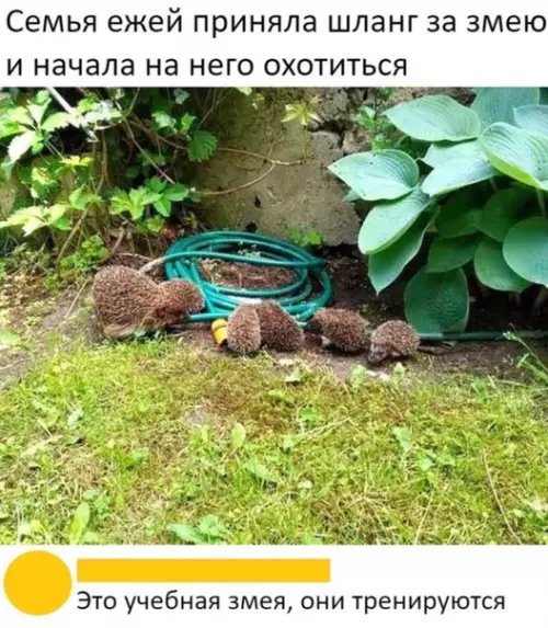 Смешная картинка №503425 Такие дела