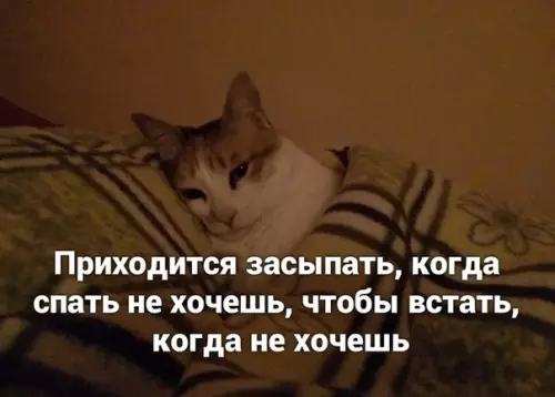 Смешная картинка №502852 Taк и живём.
