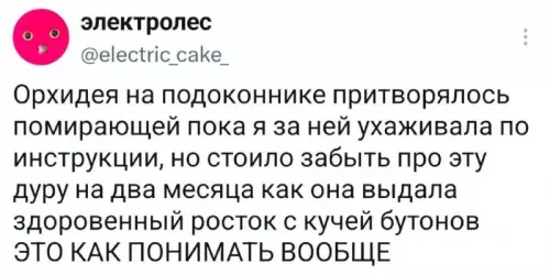 Орхидея-манипуляторша 🌸😂 - Орхидея на подоконнике притворялась помирающей пока я за ней ухаживала