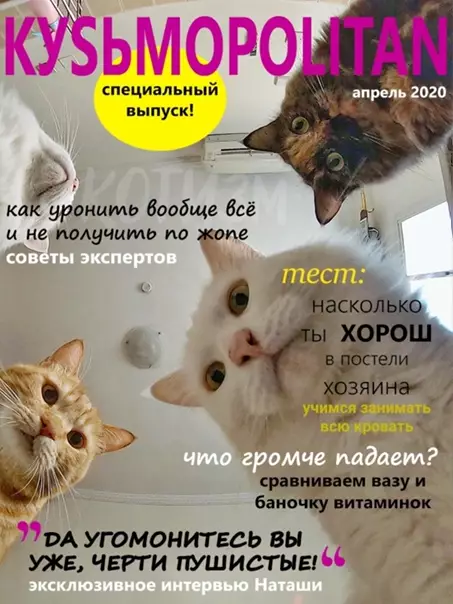 продолжение Смешная картинка №562851 Журналы, которые втайне выписывает твой кот Кошки