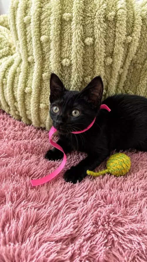 продолжение Кот-двойник или великий обман? 🐈‍⬛😂 - Короче, я согрешила, Но мне не стыдно. На мое объявление